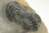 Detailed Crotalocephalina Trilobite - Atchana, Morocco #222435-4